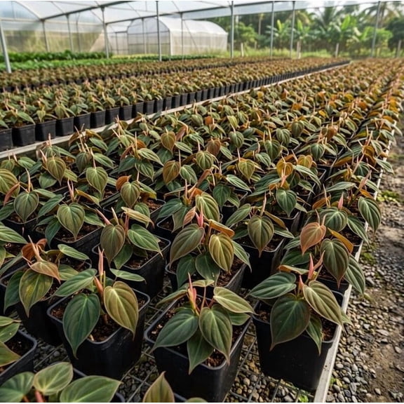 2 Philodendron Micans Plant Trailing Hederaceum Heart Leaf Philodendron Vines Sweetheart Indoor 4"Pot, No Ship CA