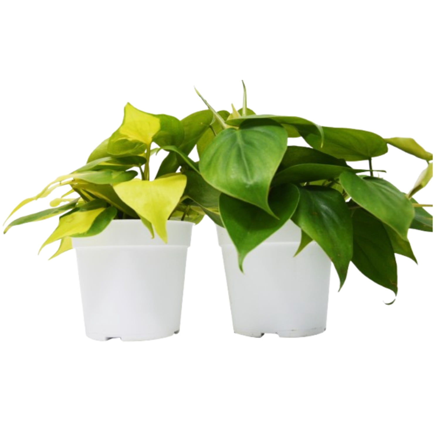 2 Philodendron Variety Pack - 4" Pots, 4" Pot, Indoor Houseplant, Easy Care, Live Plant for Indoor & Outdoor