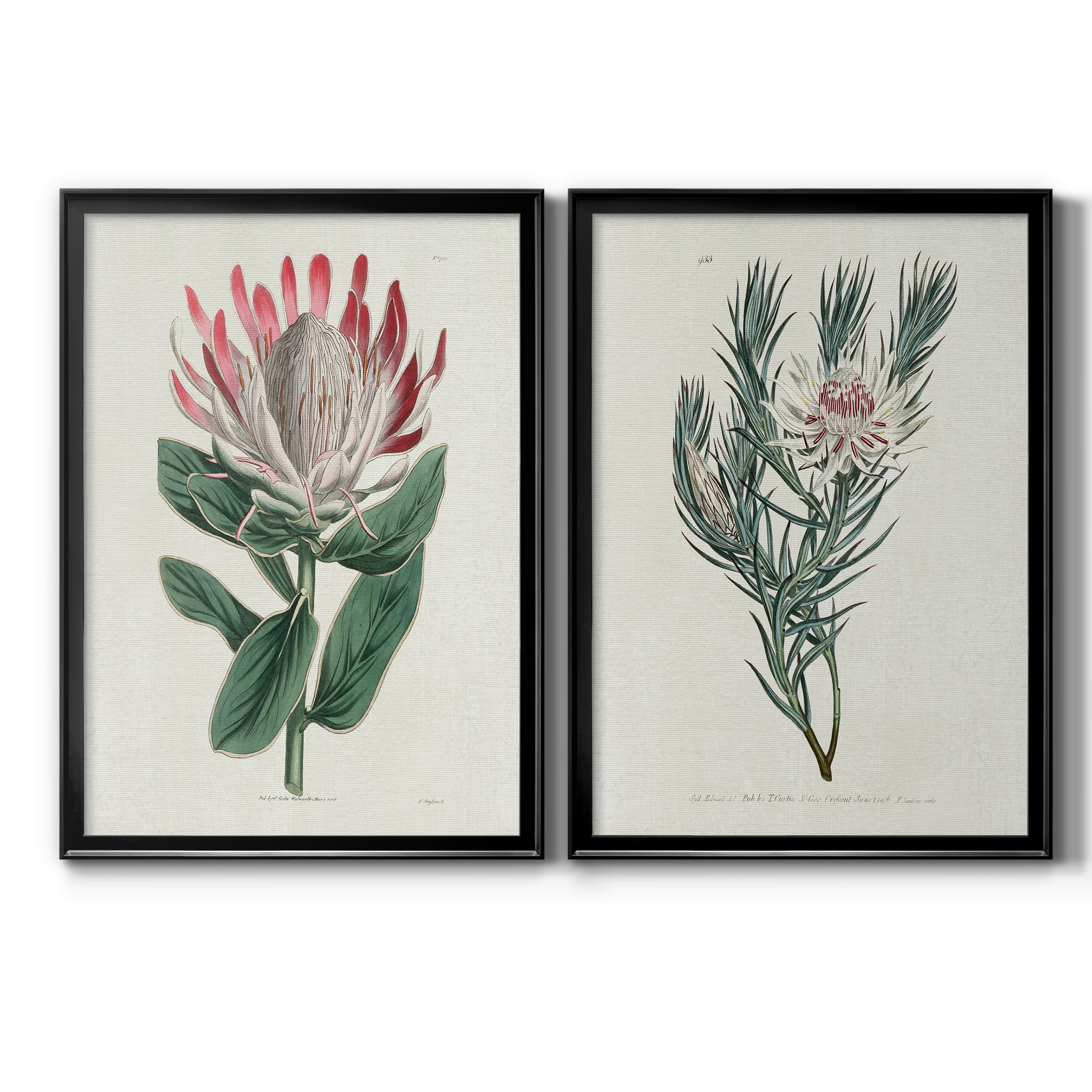 2 Piece Set Protea N13 Premium Framed Canvas - Ready to Hang - 22.5 x 30.5 Each - Black Frame