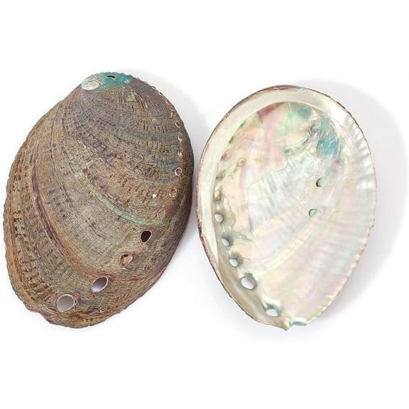 2 Pieces Abalone Shell 3-4.5 inch Polished Abalone Shell White Sage Burner Holder Smudge Bowl Incense Burner for White Sage Decorate for Fish Tank View Mixed Color DIY