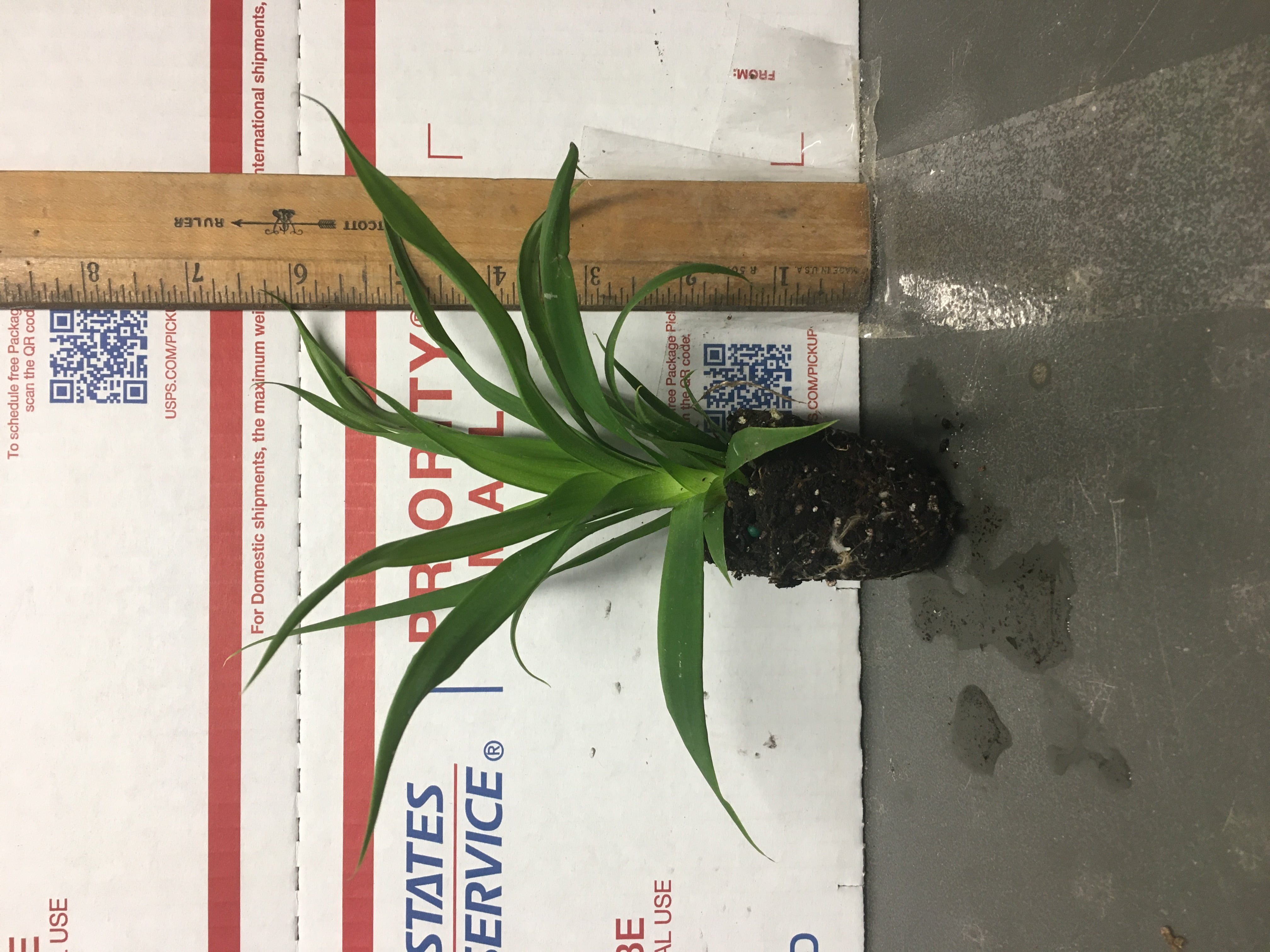 2 Pineapple Florida Special