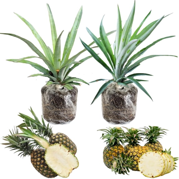 2 Pineapple Plants Live 4 To 7 Inch Tall, Sweet Pineapple Trees Live Plants, Cold Hardy Pineapple Fruit Trees (White Jade Pineapple)