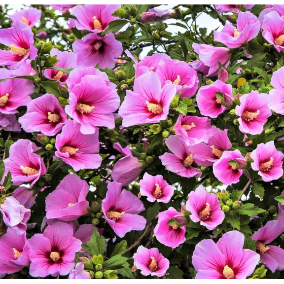 2 Pink Althea Rose of Sharon Tree Live Plant 12-18 Inch Height, Pink Hibiscus Plant Live Bareroot, Hibiscus Syriacus Flowers, Dormant in Winter