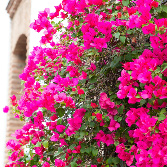 2 Pink Bougainvillea Plants Live, 4-8 Tall Flowering Bougainvillea Vines, Tropical Climbing Plants for Garden or Containers, No Pot