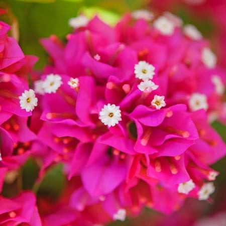 2 Pink Bougainvillea Plants Rooted for Growing, Between 4 Inc and 6 Inc Long, Bougainvillea Live Plant, Live Bougainvillea Plant