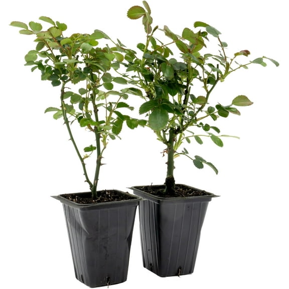 2 Pink Carpet Roses | Live Plants in 2.5-inch Nursery Cubes | Rosa ‘Flower Cover Pink’ Variety | Floral Perennial Shrub with Extended Blooms | Effortless Ground Cover for Home and Garden Landscaping