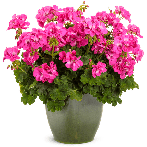 2 Pink Geranium Plants Live, Vibrant Blooms, Hardy Perennial Geranium Flowers 4-8 Inches, Indoor Outdoor Planting