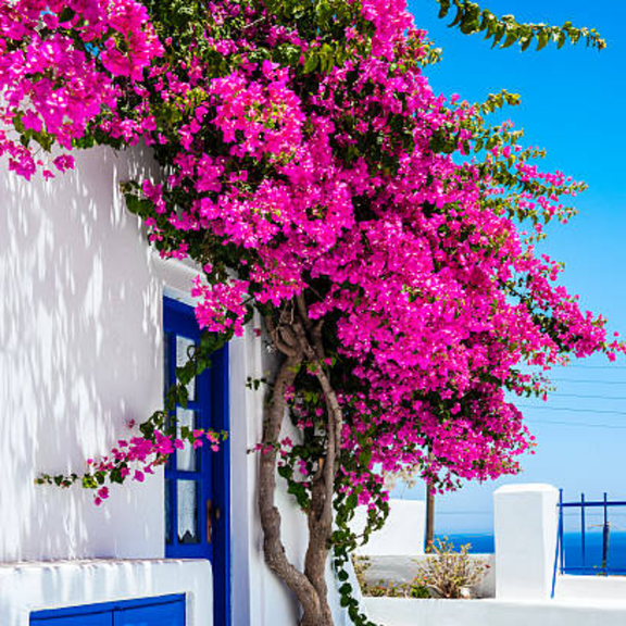 2 Pink Magenta Bougainvillea Plants Live, 4-8 Tall Well-Rooted Bougainvillea Vine Flower Plants, Tropical Climbing Plants, No Pot