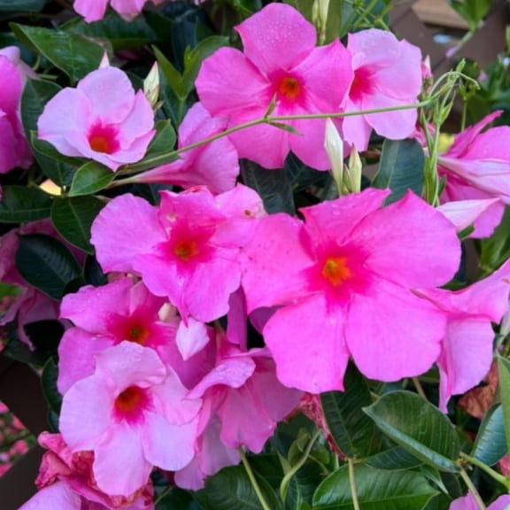 2 Pink Mandevilla Bush Plants, 5 to 7 Inc in Height, Mandevilla Live Plant, Mandevilla Plants Live