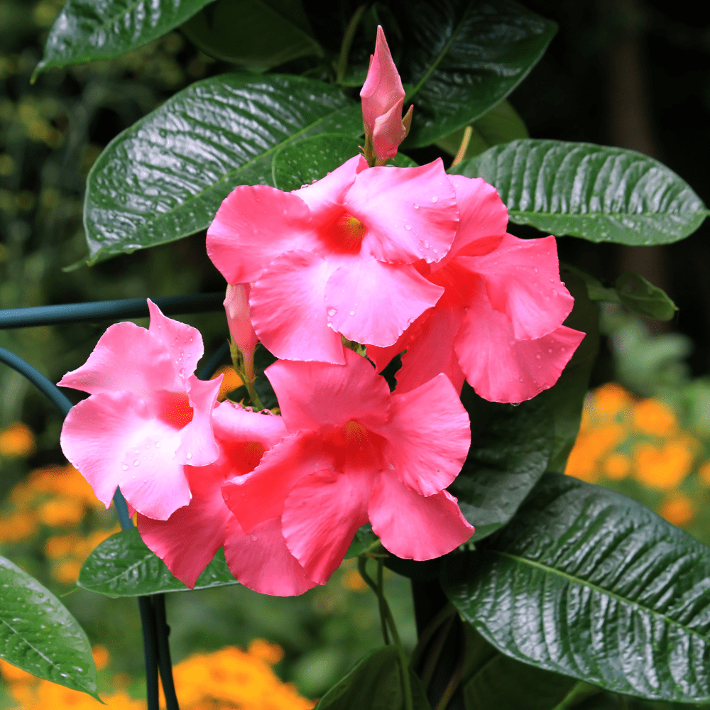 2 Pink Mandevilla Live Plants, Mandevilla Flowering Vine Plants 4 to 6 Inches