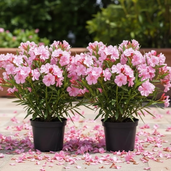 2 Pink Oleander Plants Live, 4-6'' Tall, Live Oleander Flower Plants, Pink Flowers, Shrub Plant for Indoor and Outdoor Planting, Ready to Grow