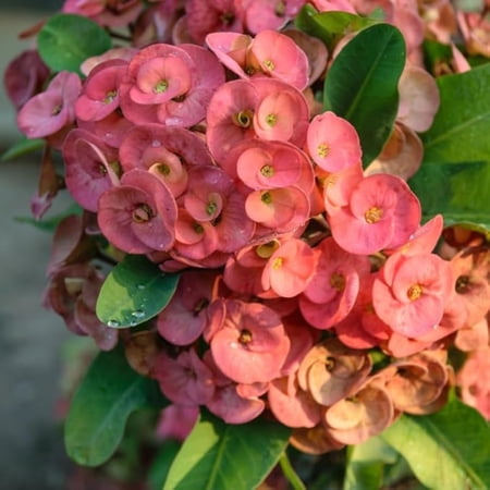 2 Pink Salmon Large Bloom Plant Live, Euphorbia Milii Live Outdoor Growing, 4-8 Inch