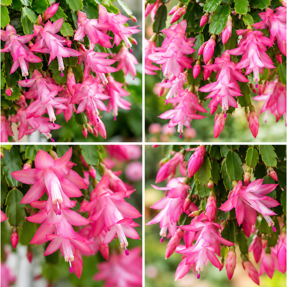 2 Pink Thanksgiving Christmas Cactus Plants Live Holiday Cactus Plant Winter Bloom Flowers Plant 3"Pot