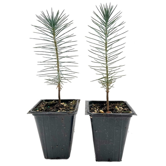 2 Pinyon Pine Trees – Slow-Growing Drought-Tolerant Evergreen Conifer with Edible Pine Nuts for Yards, Landscaping & Gardens (Pinus edulis) in 3.5″ Cubes, Live Plants