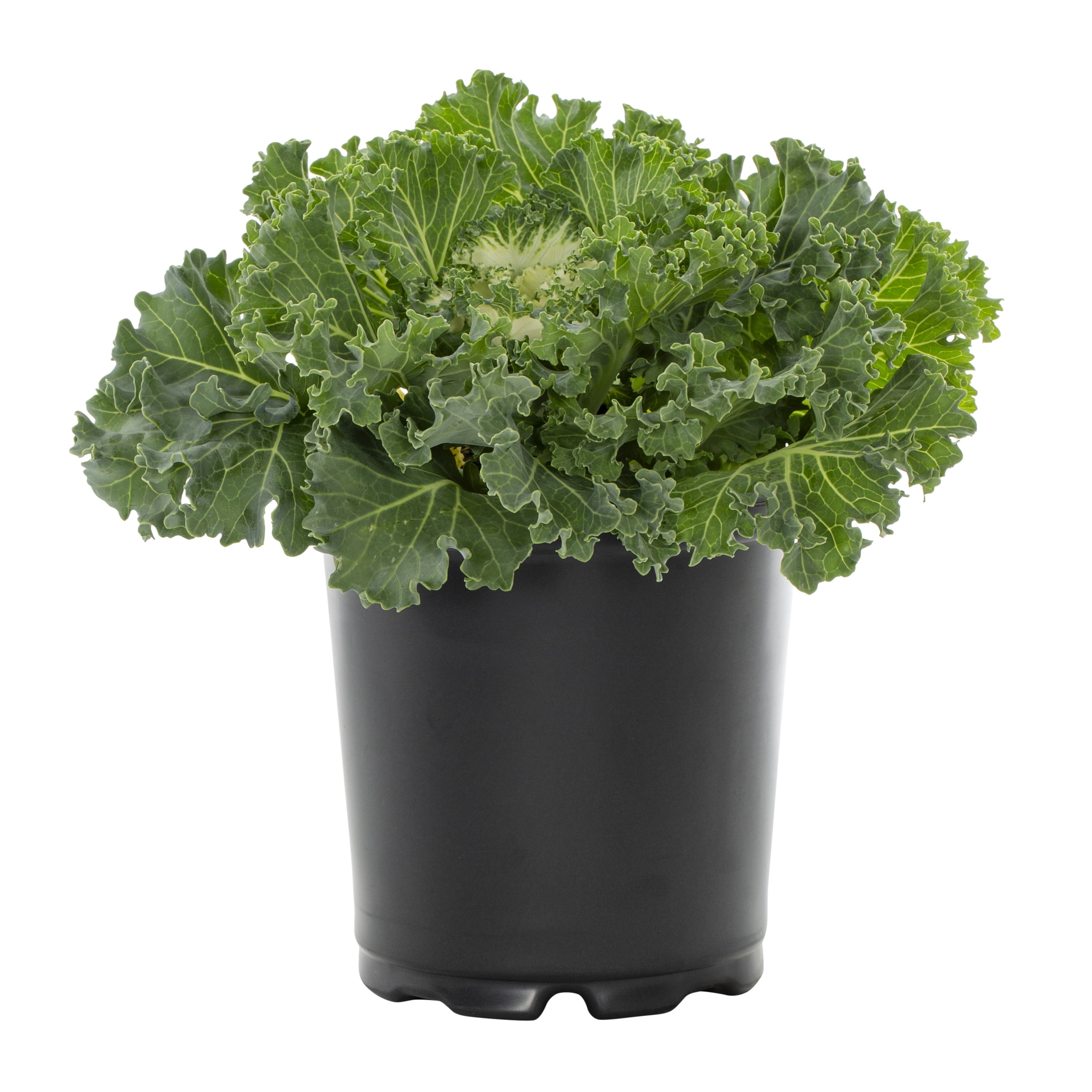 Expert Gardener 12" White Ornamental Kale Live Plants in Grower Pots (2 Count)