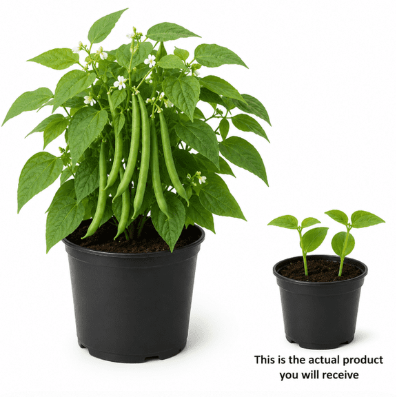 2 Plants Per Pot Bush Bean Live Plants 3-5 Inch Tall in 4 Inch Pot, Easy Grow Vegetable Garden Starters
