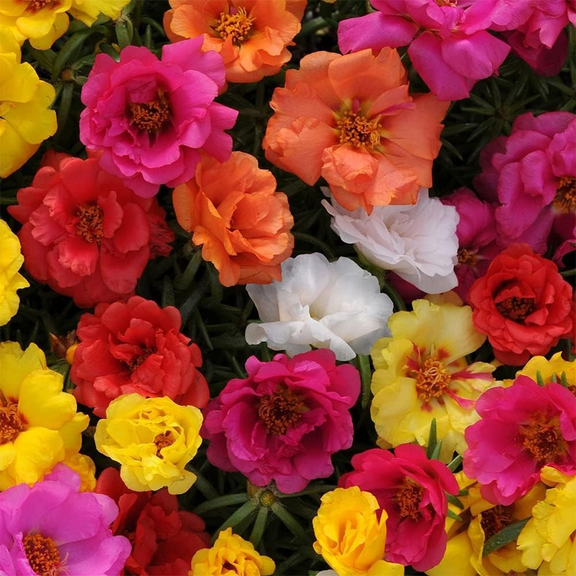 2 Portulaca Grandiflora Moss Rose Plant 4"Pot