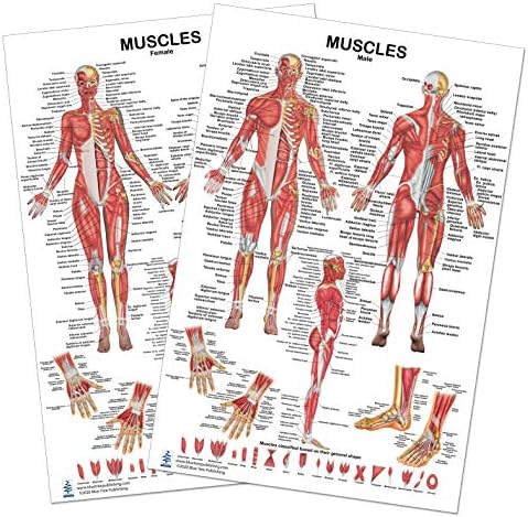 2 Poster Set! Muscles Female Male Poster - 2 Views Set 24x36inch, for ...