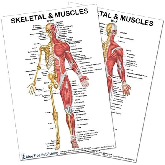 2 Poster Set! Skeletal Muscles Front and Back View Poster Set 24x36inch, for Physical Fitness, Working Out, Muscular System Anatomical Chart$$Office