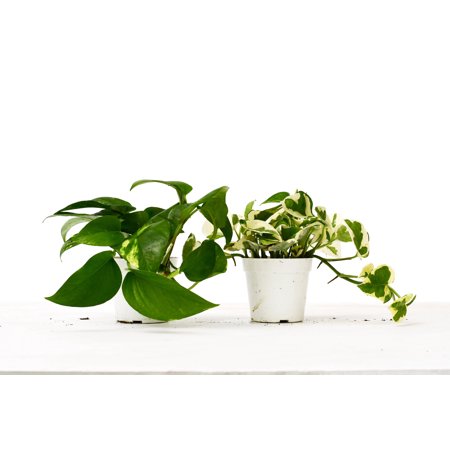 2 Pothos Variety Pack - 4" Pot