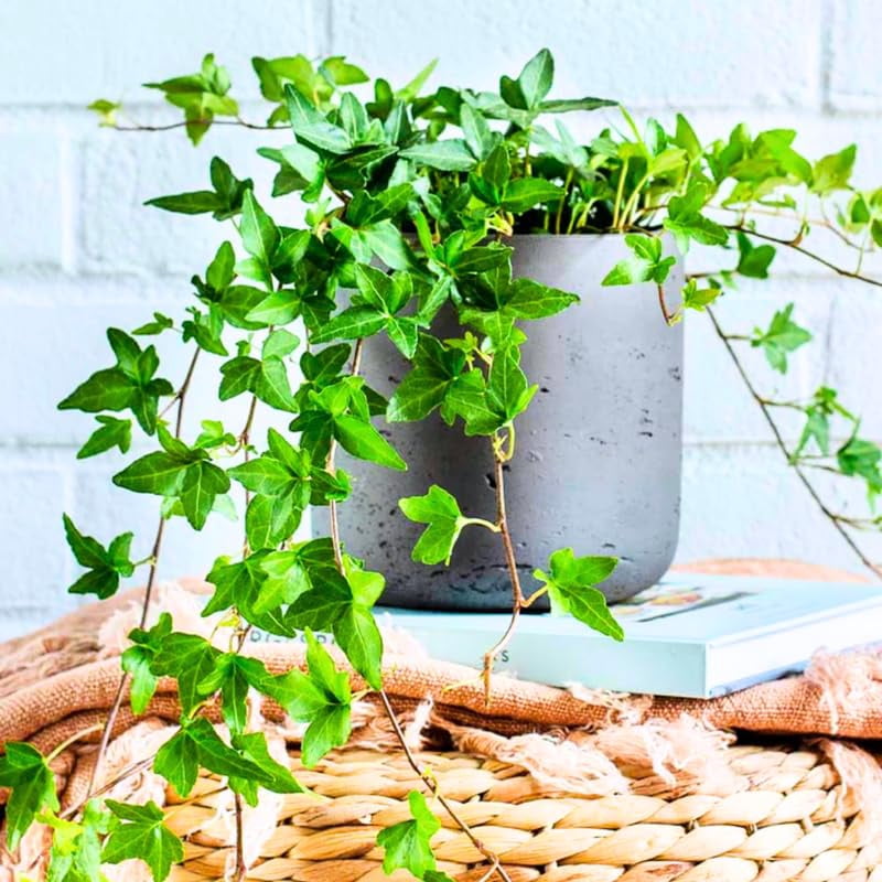 Shop Ivy and Climbing Vine Seeds for Your Patio and Garden Needs