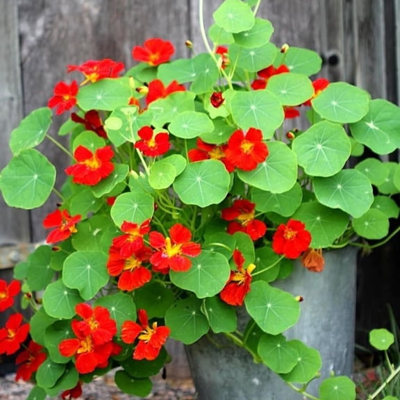 2 Pots Nasturtium Plants, 4 Inch Pot, 4-6 Tall Nasturtium Flower Starter Plants, Trailing Garden Plant for Containers and Beds