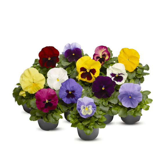2 Pots of Live Mix Pansy Plants, Vibrant Assorted Colors, 35 Inch Tall Pansy Flowers Plant for Outdoor or Patio Planting