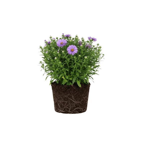 2 Purple Aster Woods Live Plant 4" Tall, Hardy Purple Aster for Landscaping and Borders