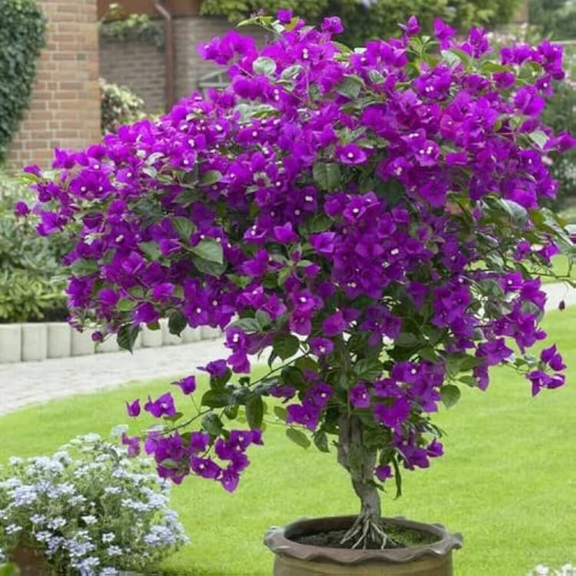 2 Purple Bougainvillea Plants 4–7 Inches Tall, Flowering Vine Plant for Outdoor Garden, Colorful Climbing Plant