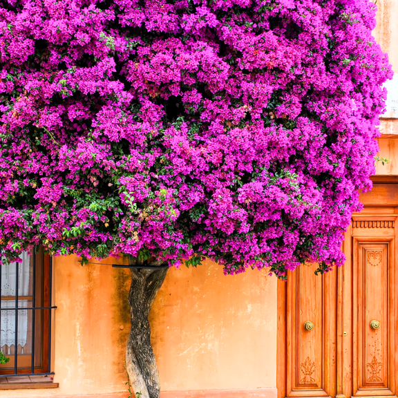 2 Purple Bougainvillea Plants Live, 4-8 Tall Flowering New River Bougainvillea Vines, Tropical Climbing Plants for Garden or Containers, No Pot