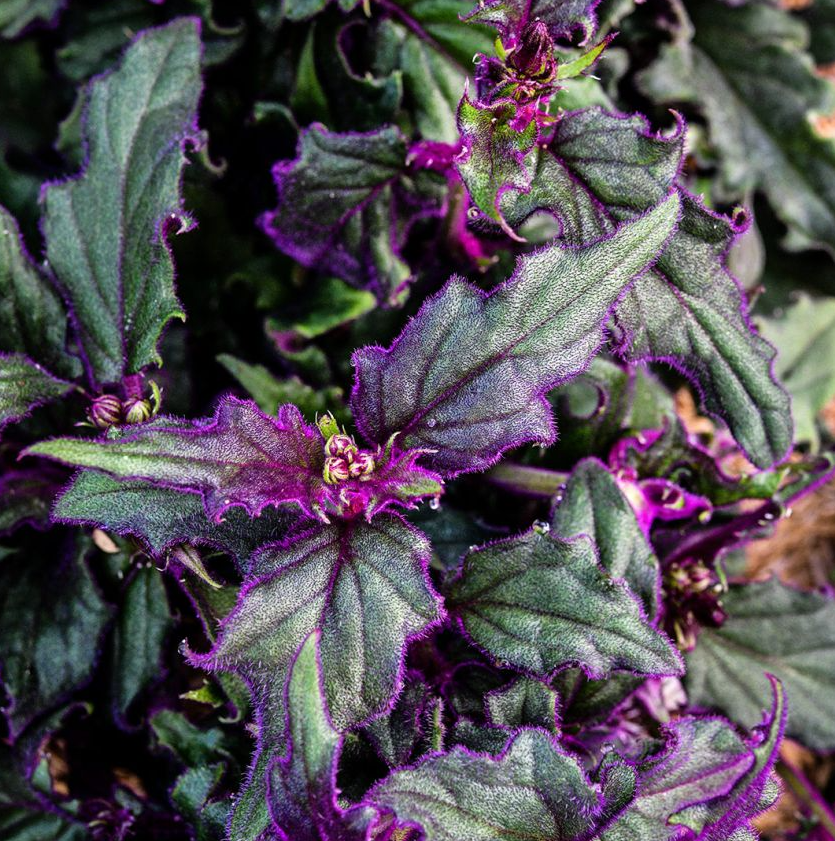 2 Purple Passion Gynura Live Plants, 4-7 Inch Tall, Vibrant Purple Velvet Indoor Houseplants, Easy Care Decorative Potted Plants