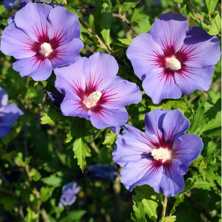 2 Purple Rose of Sharon Plants Live, Althea Hibiscus Plants Live 12-18 Inch Tall, Hibiscus Flowers Bare Root Dormant for Outdoor Planting