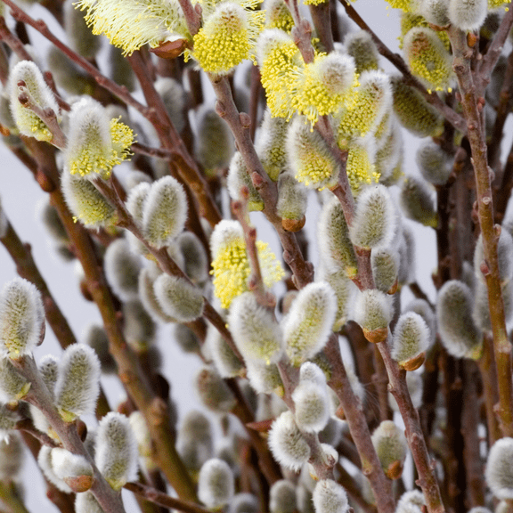 2 Pussy Willow Tree Live, Hardy Willow Bush, Bareroots from 6-12 Inches, Dormant in Winter