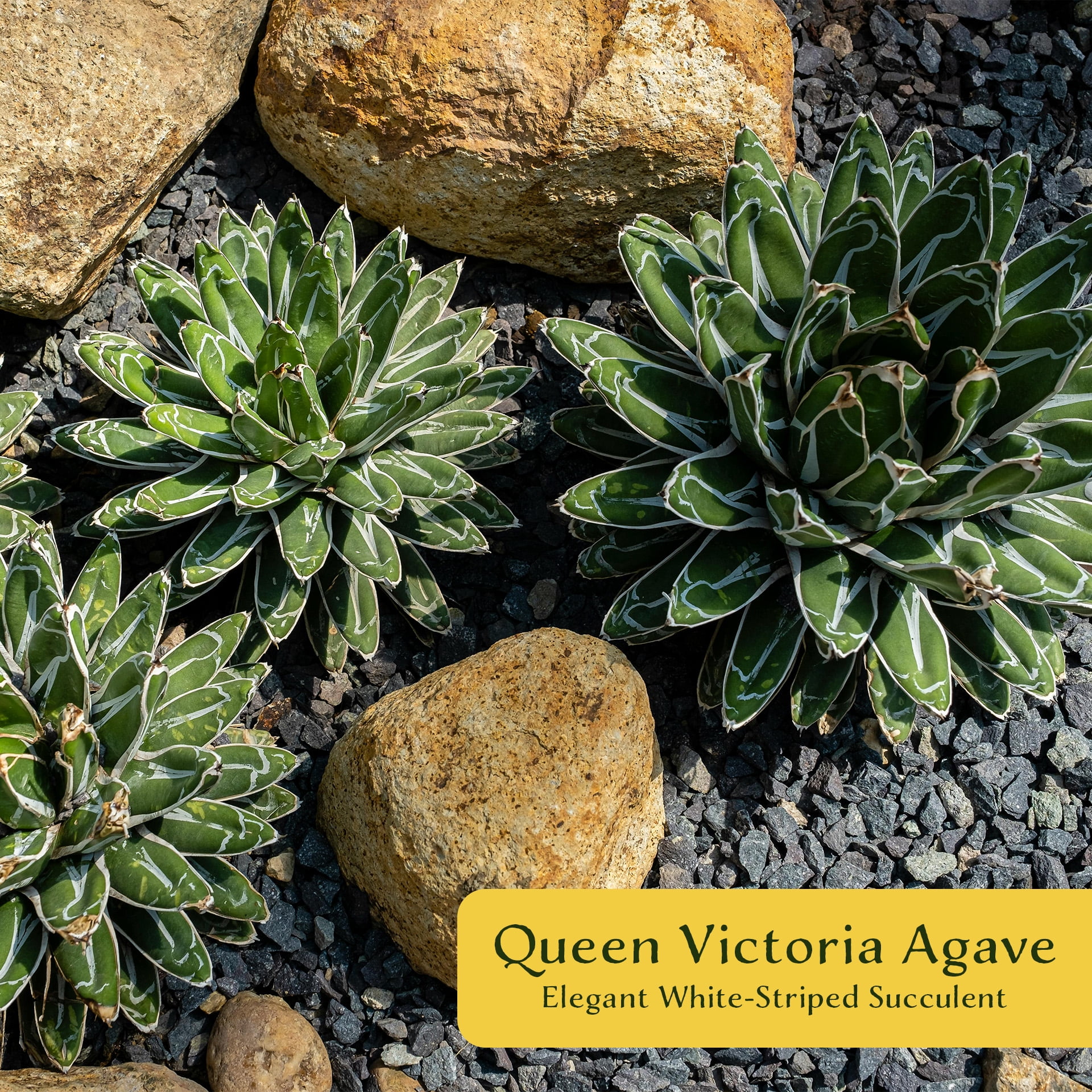 6 Queen Victoria Agave  Live Succulents in 2.5" Nursery Cubes | Agave  Victoria-Reginae 'Queen Victoria' | Easy-Care Drought-Tolerant Succulent  for Xeriscapes & Home - Walmart.com