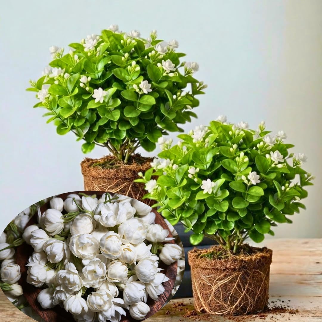 2 Random Jasmine Plants Live, Climbing Jasmine Indoor Outdoor Live