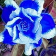 2 Rare Blue White Desert Rose Seeds Adenium Obesum, Rosa Del Desierto