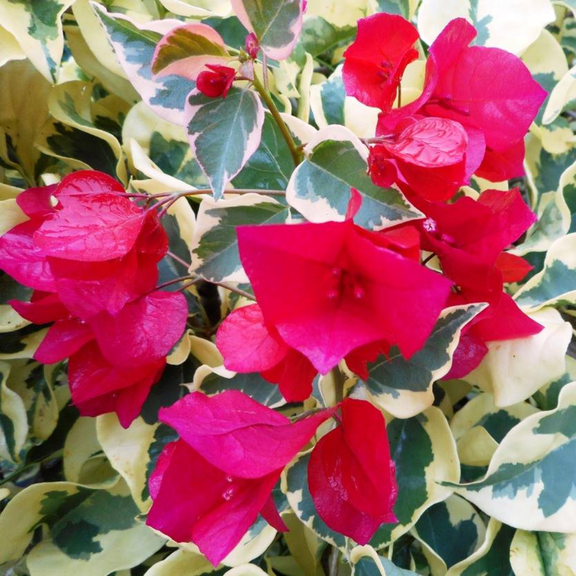 2 Raspberry Ice Bougainvillea Plants Live, Flowering Bougainvillea Vine 4-8 Inches Tall, Climbing Plant for Outdoor Garden and Trellis