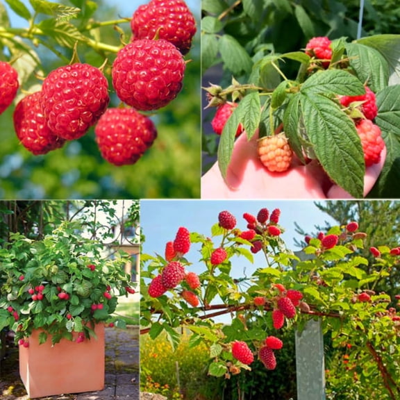 2 Raspberry Plants Live, 4-6'' Tall, Raspberry Trees, Raspberry Fruits Trees for Outdoor Planting, 1 Year Old (Nantahala Raspberry)