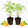 thumbnail image 1 of 2 Raspberry Plants Live For Planting, Raspberry Bush Live Plants, Size 5-8 Inch Tall, Sweet Raspberry Trees, Well-Rooted (Fall Gold Raspberry), 1 of 6