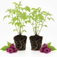 thumbnail image 1 of 2 Raspberry Plants Live For Planting, Raspberry Bush Live Plants, Size 5-8 Inch Tall, Sweet Raspberry Trees, Well-Rooted (Glencoe Raspberry), 1 of 6