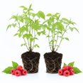 thumbnail image 1 of 2 Raspberry Plants Live For Planting, Raspberry Bush Live Plants, Size 5-8 Inch Tall, Sweet Raspberry Trees, Well-Rooted (Red Raspberry), 1 of 6