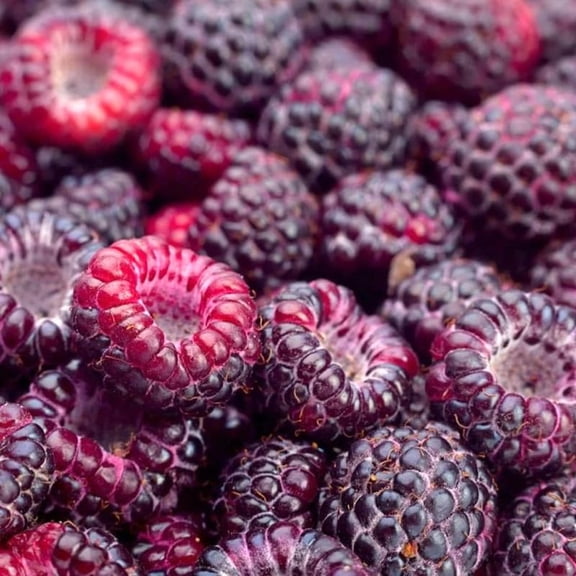 2 Raspberry Plants Live Seedlings 5 To 9 Inch Tall, Sweet Raspberry Bush Live Plants, Edible Raspberries Fruit Trees Live Plants (Glencoe Thornless Raspberry Plants)