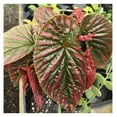 2 Red Begonias Live Plants Indoor, Live Rare Begonias Plants 3 to 4