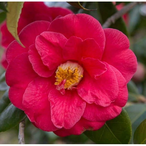 2 Red Bird Camellia in 4 inch pot *Cold and Heat Sensitive* Cannot Ship Out of the USA
