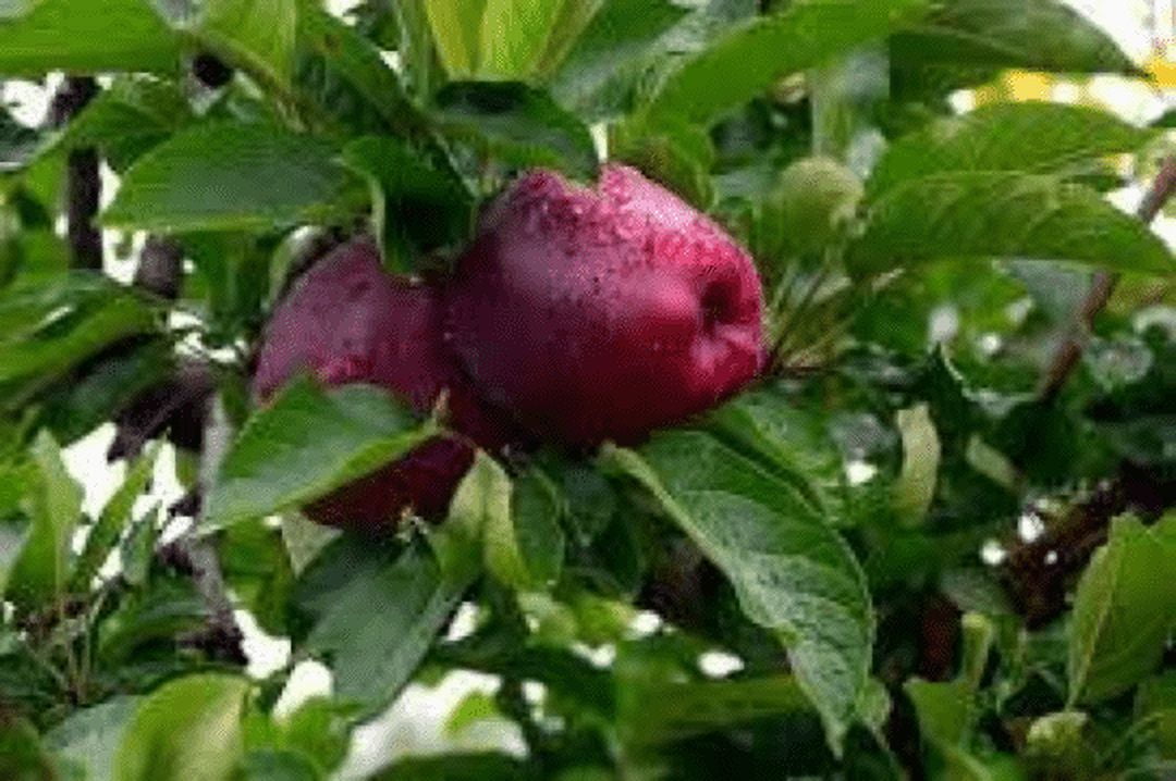 2 Red Delicious Apple Trees Bareroot 23 feet tallMild, Sweet Fruit in