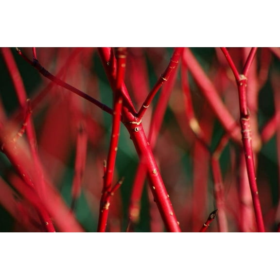 2 Red Dogwood Bush Cuttings to Plant - No Roots, Easy to Grow