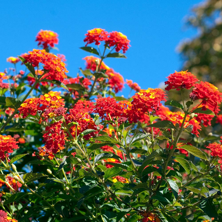 2 Red Lantana Plants Live For Planting Outdoors, Trailing Lantana Plants, 7 to 10 Inch Tall, Well Rooted, Vibrant Multicolor Blooms