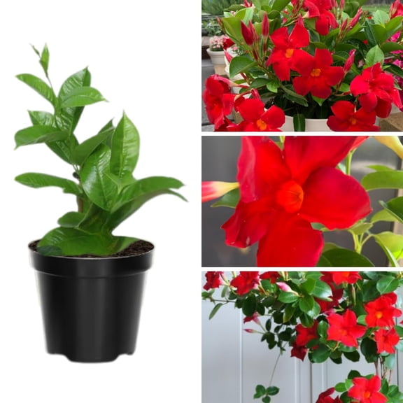 2 Red Mandevilla Bush Plants, 10 to 17 Inc in Height, Mandevilla Live Plant, Mandevilla Plants Live