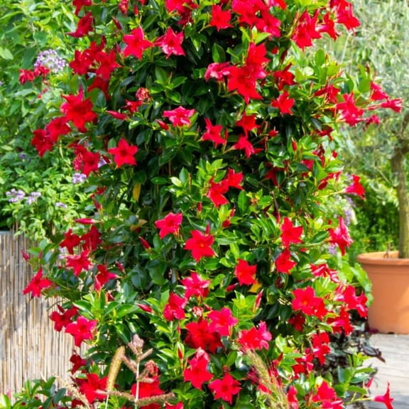 2 Red Mandevilla Plants Live, Trailing Mandevilla Vine for Outdoor Planting, 4-6 Inch Tall Live Flowering Vine for Trellis or Containers