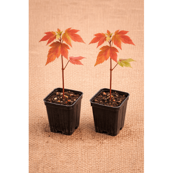 2 Red Maple Tree Seedlings for Planting | Live Tree Seedlings - No Ship ...